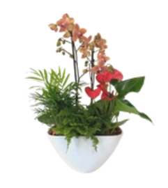 Orchid and topicals medium planter. An arrangement by Nicol Florist.