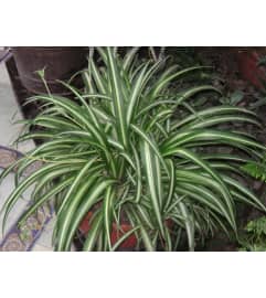 Spectacular Spider Plant. An arrangement by Dupree's Root 88 Garden Center and Florist.
