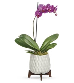 Architectural Orchid Plant. An arrangement by Elegant Florist.