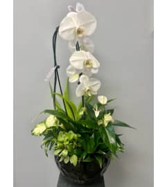 White and Black Sleek Planter. An arrangement by Marianna's Flower Island.