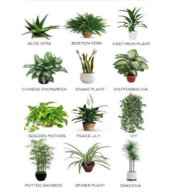 Green Plant Mixed Varieties. 6” = $50.00. An arrangement by New Montgomery Florist.