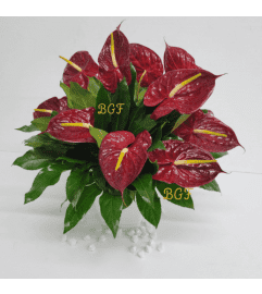 Red Anthurium Sophisticated. An arrangement by Brickell Exclusive Blooms.