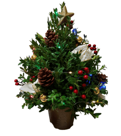Christmas Holiday Boxwood Tree. An arrangement by Flowers Plus.