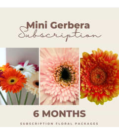 Subscription Package Florals - Dozen Wrapped Mini Gerberas. An arrangement by Floratechnics.