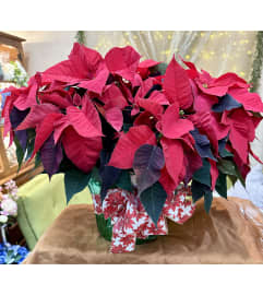 Poinsettia 10 inch. An arrangement by Fellows Fernlea Flowers.