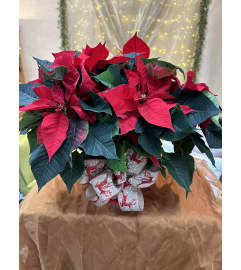 Poinsettia 8 inch. An arrangement by Fellows Fernlea Flowers.