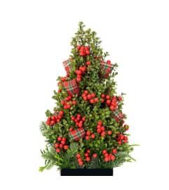 Basic Boxwood Tree. An arrangement by Encore Florals, Wine and Gifts.