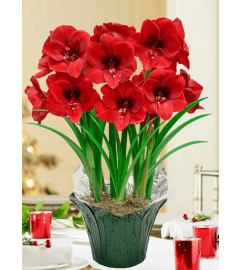 Potted Double Amaryllis. An arrangement by Conrad Floral.