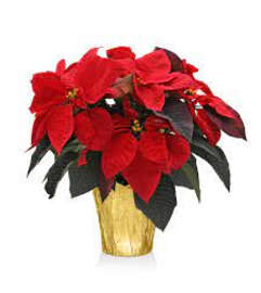 Perfect Poinsettia. An arrangement by Dupree's Root 88 Garden Center and Florist.