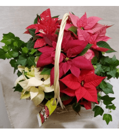 Holiday Blooming Basket. An arrangement by Dupree's Root 88 Garden Center and Florist.