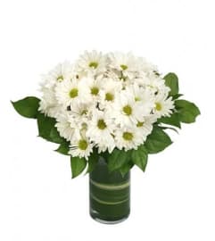 Delightful White Daisies. An arrangement by Flower Buds Florist PEI.