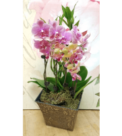 Petite Orchid Garden. An arrangement by Twigs Flower Company. Petite Orchid Garden. An arrangement by Twigs Flower Company.