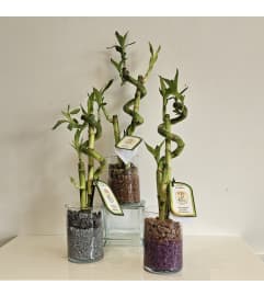 Lucky Bamboo Garden. An arrangement by Flower Trends Florists. Lucky Bamboo Garden. An arrangement by Flower Trends Florists.