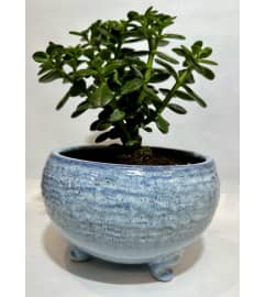 Oh La La! It's a Jade. An arrangement by Fellows Fernlea Flowers.