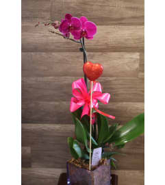 Purple Single Stem Orchid. An arrangement by Sonia's Florist.