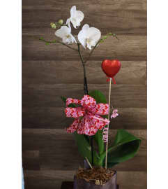 White Single Stem Orchid. An arrangement by Sonia's Florist.