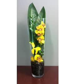 Tropical Paradise Terrarium. An arrangement by Blossoms On The Trail.