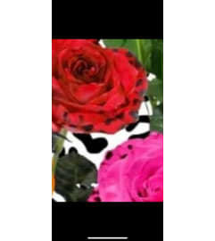 Cheetah Rose Pink. An arrangement by The Flower and Gift Shoppe.