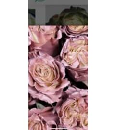 1 dz Specialty Mauve Rose. An arrangement by The Flower and Gift Shoppe.
