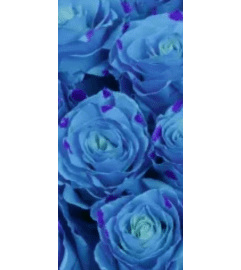 1 dz Specialty Blue. An arrangement by The Flower and Gift Shoppe.