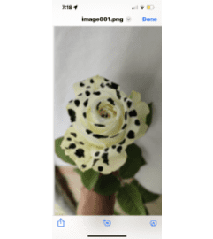 1 dz Specialty Cow Print Rose. An arrangement by The Flower and Gift Shoppe.