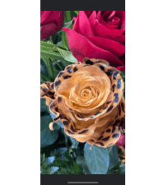 1 dz Specialty Cheetah print rose. An arrangement by The Flower and Gift Shoppe.