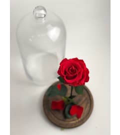 ETERNAL RED ROSE DOME (BEAUTY AND BEAST ROSE) MADE TO LAST YEARS. An arrangement by BellaRosa Gardens. ETERNAL RED ROSE DOME (BEAUTY AND BEAST ROSE) MADE TO LAST YEARS. An arrangement by BellaRosa Gardens.