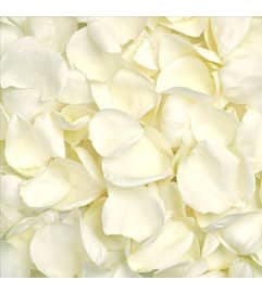 Wedding Rose Petals. An arrangement by Appleblossoms.