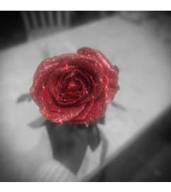 Dazzling Rose. An arrangement by Fifty Shades Of Flowers.