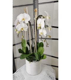 Eclictic Phalaenopsis. An arrangement by Aventura Blooming Petals.