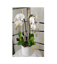 Eclectic Phalaenopsis Orchid Plant. An arrangement by Brickell Exclusive Blooms.