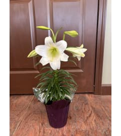 Easter Lily - Evelyn. An arrangement by Zaisers Florist and Greenhouse.