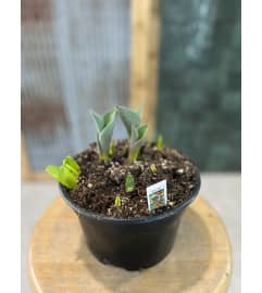 Bursting, Springing Bulbs. An arrangement by The Farm and Floral Market.