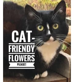 Cat Friendly Please!. An arrangement by My Mother's Bloomers.