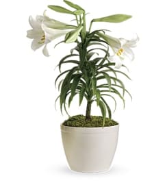 Easter Lily Plant - EA1-24. An arrangement by Palmetto Gardens Florist.
