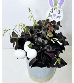 TRIPLE A'S CLOVER BUNNY PLANT. An arrangement by Triple A Florist.