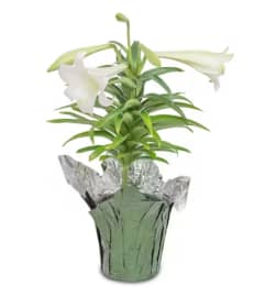 Easter Joy - Easter Lily Plant. An arrangement by North Liberty Flower Shop.