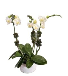 White orchid plant.. An arrangement by Inti-Raymi Flowers.