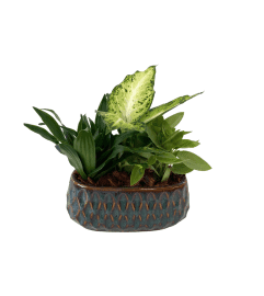 Ogee Tropical Planter. An arrangement by Shalimar Flower Shop. Ogee Tropical Planter. An arrangement by Shalimar Flower Shop.