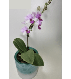 PRIME'S OCEAN BABY ORCHID. An arrangement by Prime Florist.