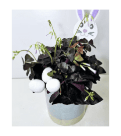 LUCKY BUNNY PLANT. An arrangement by Triple A Florist.