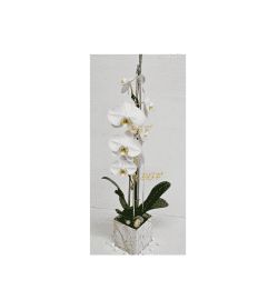 Beautiful In White Orchid. An arrangement by Brickell Exclusive Blooms.