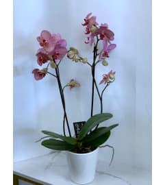 Double Spiked Orchid - Magenta. An arrangement by Anderson Flowers.