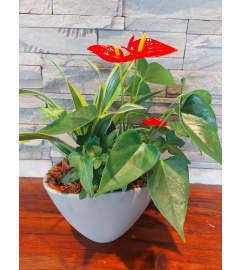 Tropical Anthurium Planter. An arrangement by Avenue Florist.