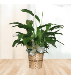 Perfect Peace Lily Plant. An arrangement by Modern Bloom.