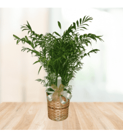 Posh Palm Plant. An arrangement by Modern Bloom.
