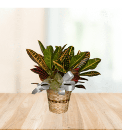 Colorful Croton. An arrangement by Modern Bloom.