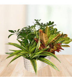 Terrific Trio Planter Basket. An arrangement by Chamberlains by Modern Bloom.