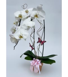 Deco Orchid. An arrangement by Charming Blooms.