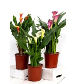 calalily plant colors will vary. An arrangement by Last Minute Gifts and Flowers.